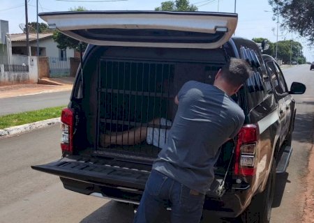 IVINHEMA: Polícia Civil prende homem condenado por tráfico de drogas