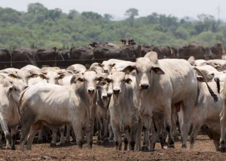 Produtores rurais de MS têm até 1º de dezembro para declarar rebanho