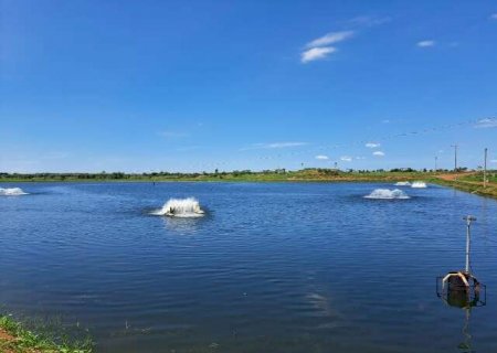 Com incentivos fiscais, piscicultura de MS projeta produzir 50 mil toneladas