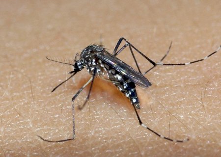 IVINHEMA: Município ainda lidera ranking de casos confirmados de dengue em MS