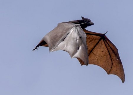 Raposa-voadora: conheça o morcego 'gigante' ligado ao vírus Nipah  | G1
