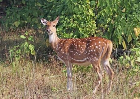 Cervo asiático é avistado no Pantanal e acende alerta entre pesquisadores