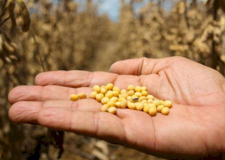 Estiagem reduz qualidade da soja e pre&ccedil;o cai 6,5% em MS