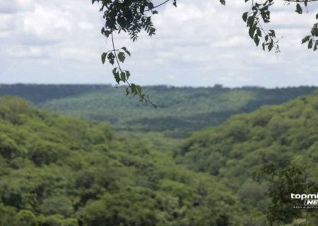 Desmatamento ilegal em área protegida gera multa de R$ 84 mil em Rio Brilhante