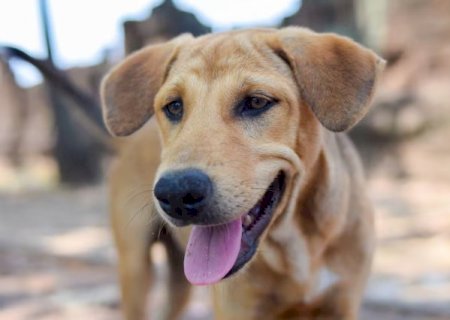 Vira-lata &eacute; mais resistente que cachorro de ra&ccedil;a? Veterin&aacute;rio explica