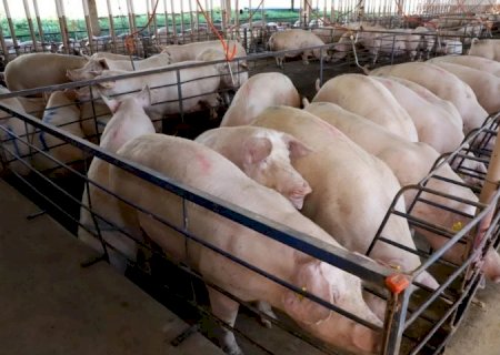 MS consolida avanço da suinocultura com crescimento de 50% e mais de R$ 300 milhões em incentivos