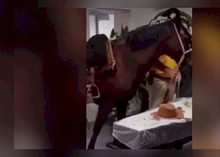 Emocionante! Égua vai a velório e se 'despede' de dono que amava animais em SC (vídeo)