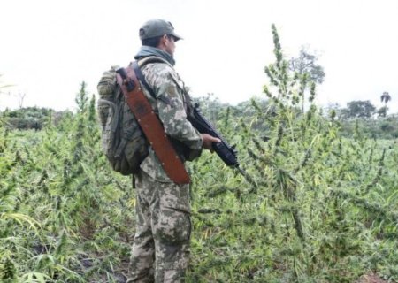 Operação entre Paraguai e Brasil destrói 300 toneladas de maconha