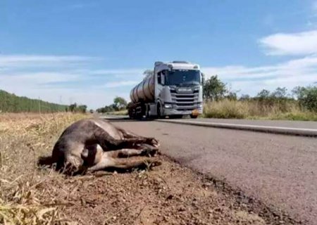 Motociclista que atropelou anta vai ser indenizado em R$ 80 mil pelo DNIT