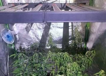 Laborat&oacute;rio de maconha &eacute; descoberto durante investiga&ccedil;&atilde;o de morte de mulher