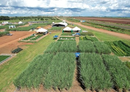 Tecnologias e diversificação de culturas melhoram produção em solos arenosos