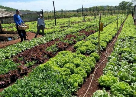 Pequenas propriedades puxam crescimento da produ&ccedil;&atilde;o org&acirc;nica em MS
