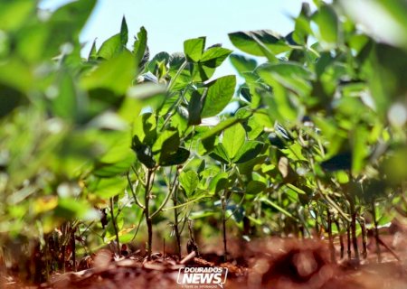 Vazio sanitário da soja segue até o dia 15 de setembro em MS