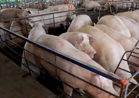 MS amplia produ&ccedil;&atilde;o de su&iacute;nos em 18% no semestre, mas pre&ccedil;o do animal recua 25%
