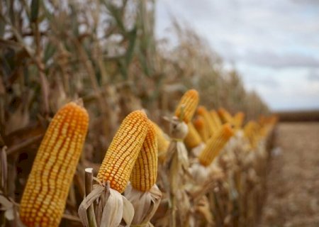 Colheita do milho alcan&ccedil;a 2,8% da &aacute;rea e segue em ritmo lento
