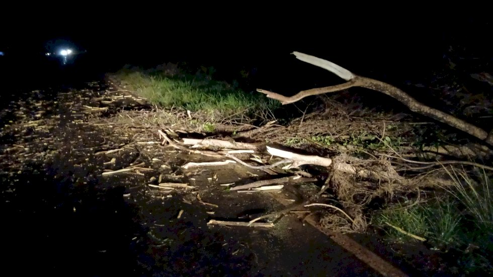 Chuva e vento forte derrubam árvores e causam transtornos na MS-141 entre Angelica e Ivinhema