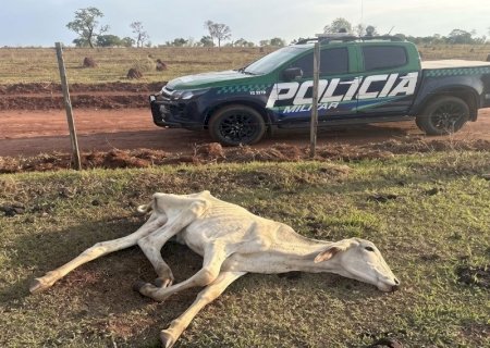 MPE investiga maus-tratos a bovinos em fazenda de Cassilândia
