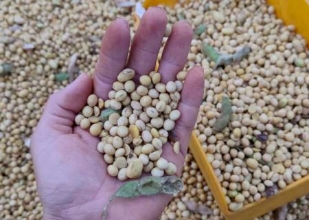 Safra de MS deve crescer 6% e chegar a 30,3 milh&otilde;es de toneladas