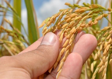 El Niño deve pressionar inflação dos alimentos em 2027