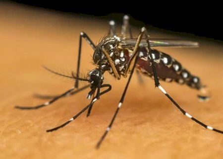 Chikungunya mata mais uma pessoa e MS chega a 30 óbitos em 2026