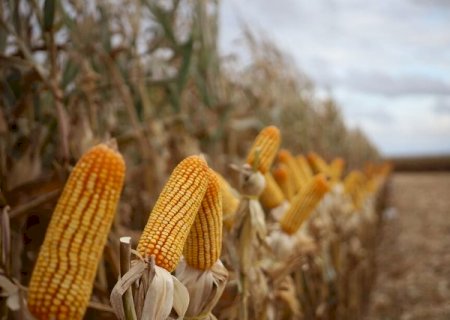 Pre&ccedil;o m&eacute;dio da saca de milho em Mato Grosso do Sul sobe para R$ 49 em julho