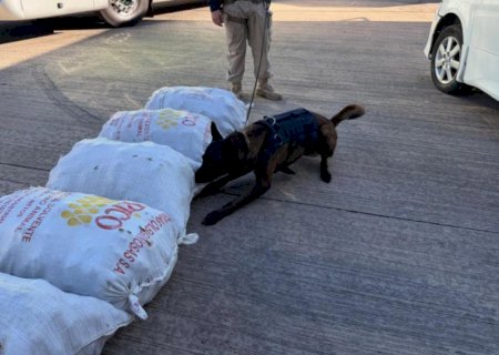 Ação conjunta apreende 45 quilos de skunk em sacas de batata