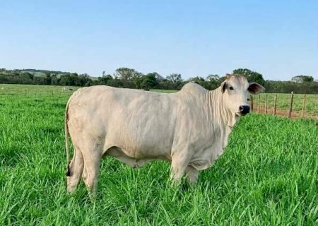 Nelore de Maracaju fica entre 59 premiados em sele&ccedil;&atilde;o com 52 mil animais